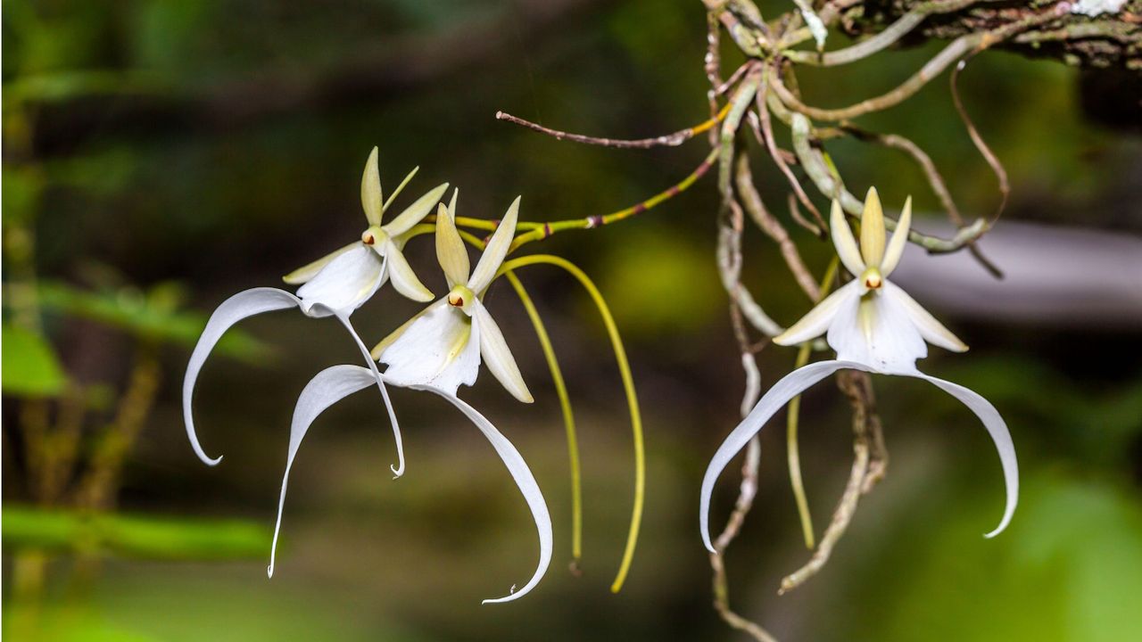 What is a ghost orchid? Experts reveal all with growing tips | Homes ...