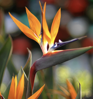 bird of paradise plant in bloom