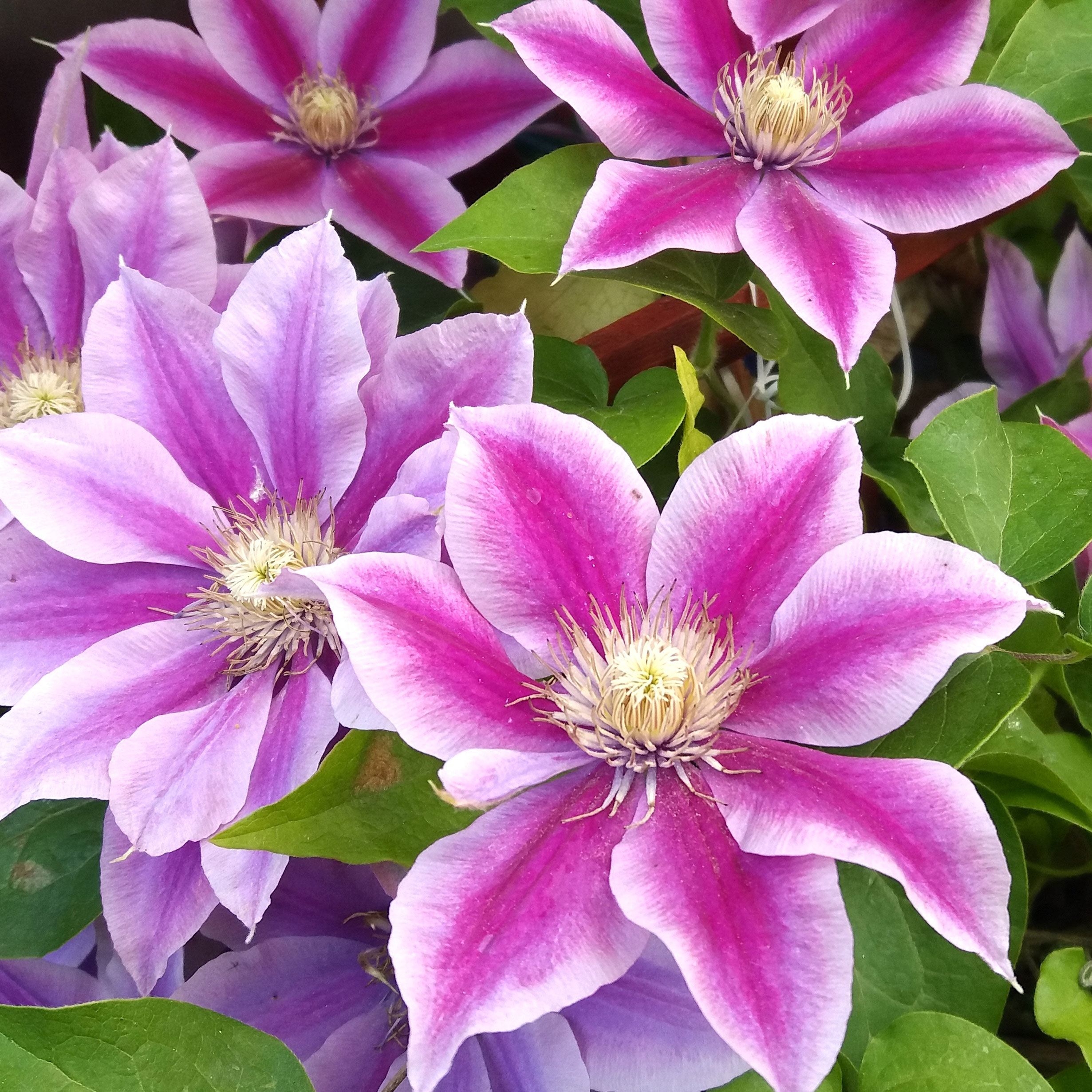 clematis plant with pink and white flowerheads