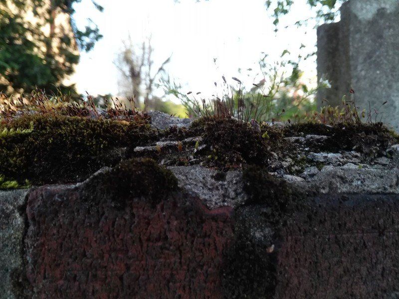 Camera sample