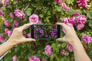 A person holding an iphone in landscape orientation taking photo of a pink rose