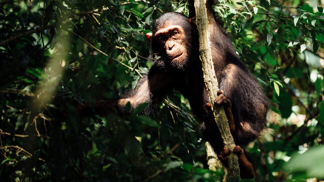 Chimpanzees at Mahale National Park, Tanzania