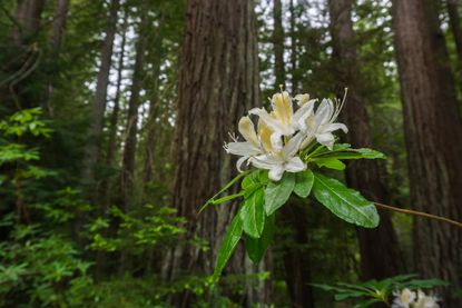 western azalea