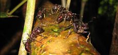 ants, meals, protein