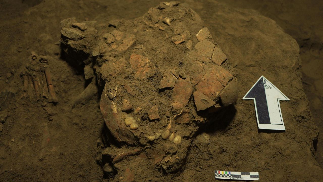 The fragmented remains of the Toalean woman's head