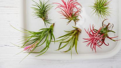 watering colorful air plants in tray