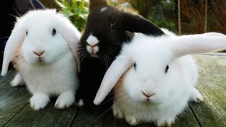 Three white and black rabbits all together