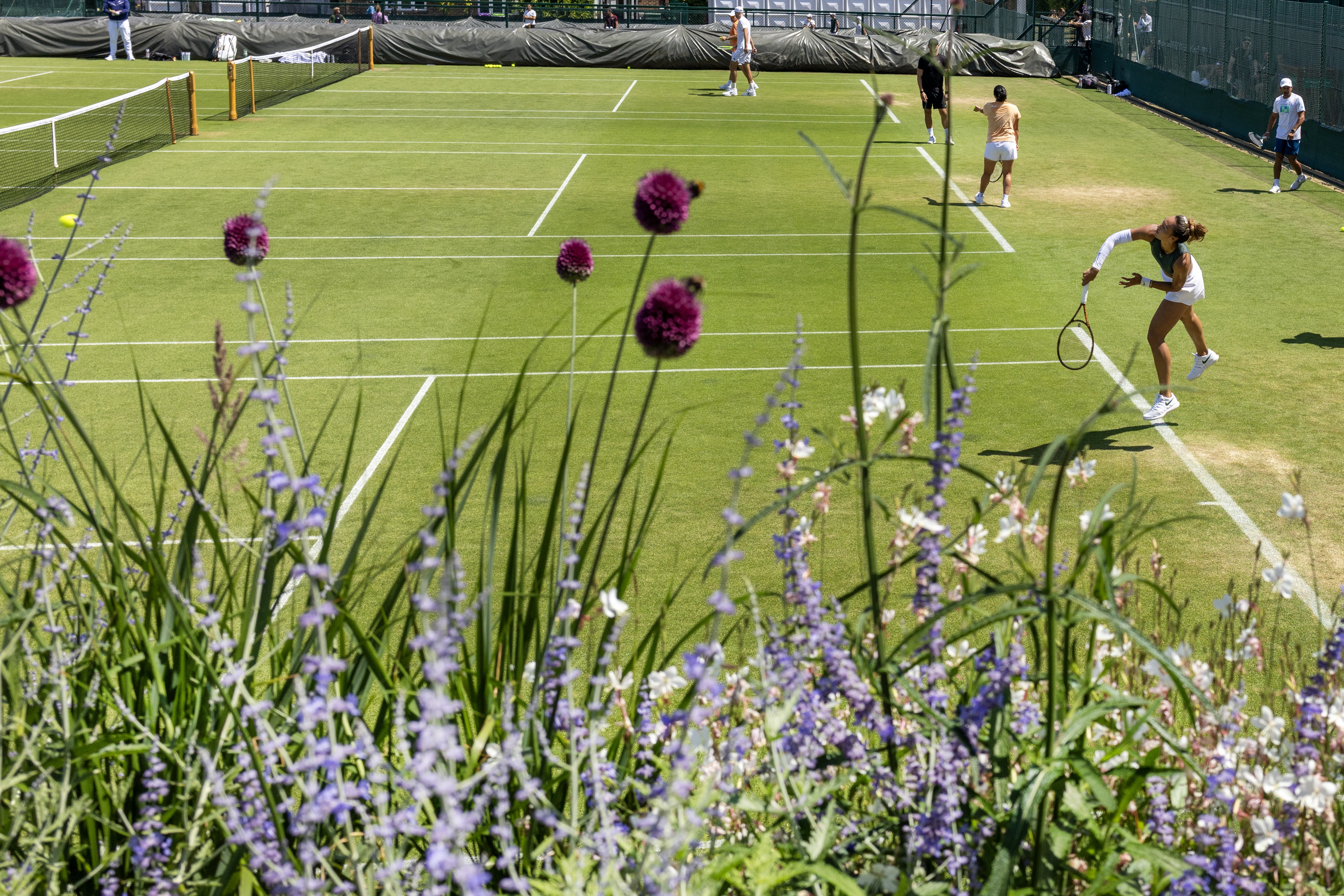 Flowers in bloom next to Wimbledon's practice courts