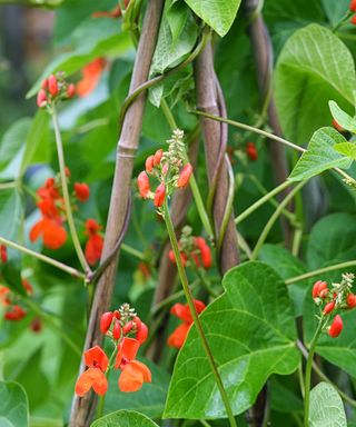 Orange runner beans growing up poles, with green leaves around them