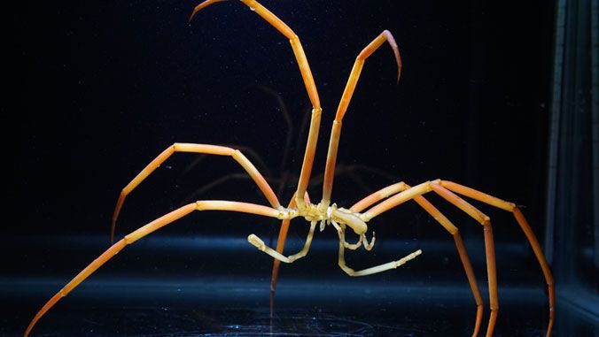 giant sea spider