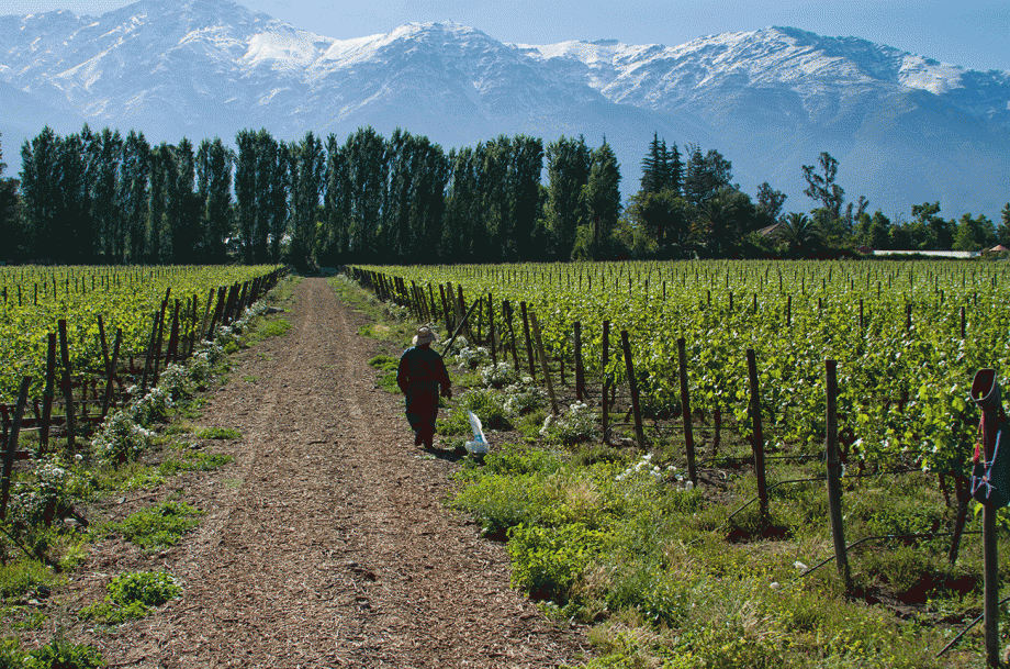 Patagonia wines, Aquitania&rsquo;s vineyards in Malleco