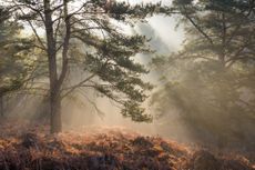 Scots Pine in the Ashdown Forest