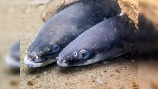 European eels make an absolutely Herculean effort to reproduce.