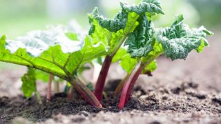 small rhubarb plant growing