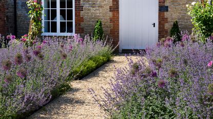 Lavender in the Garden