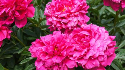 How to grow perfect peonies | Gardeningetc