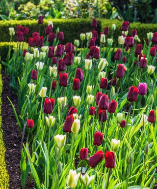 dark purple and white tulips with green stems