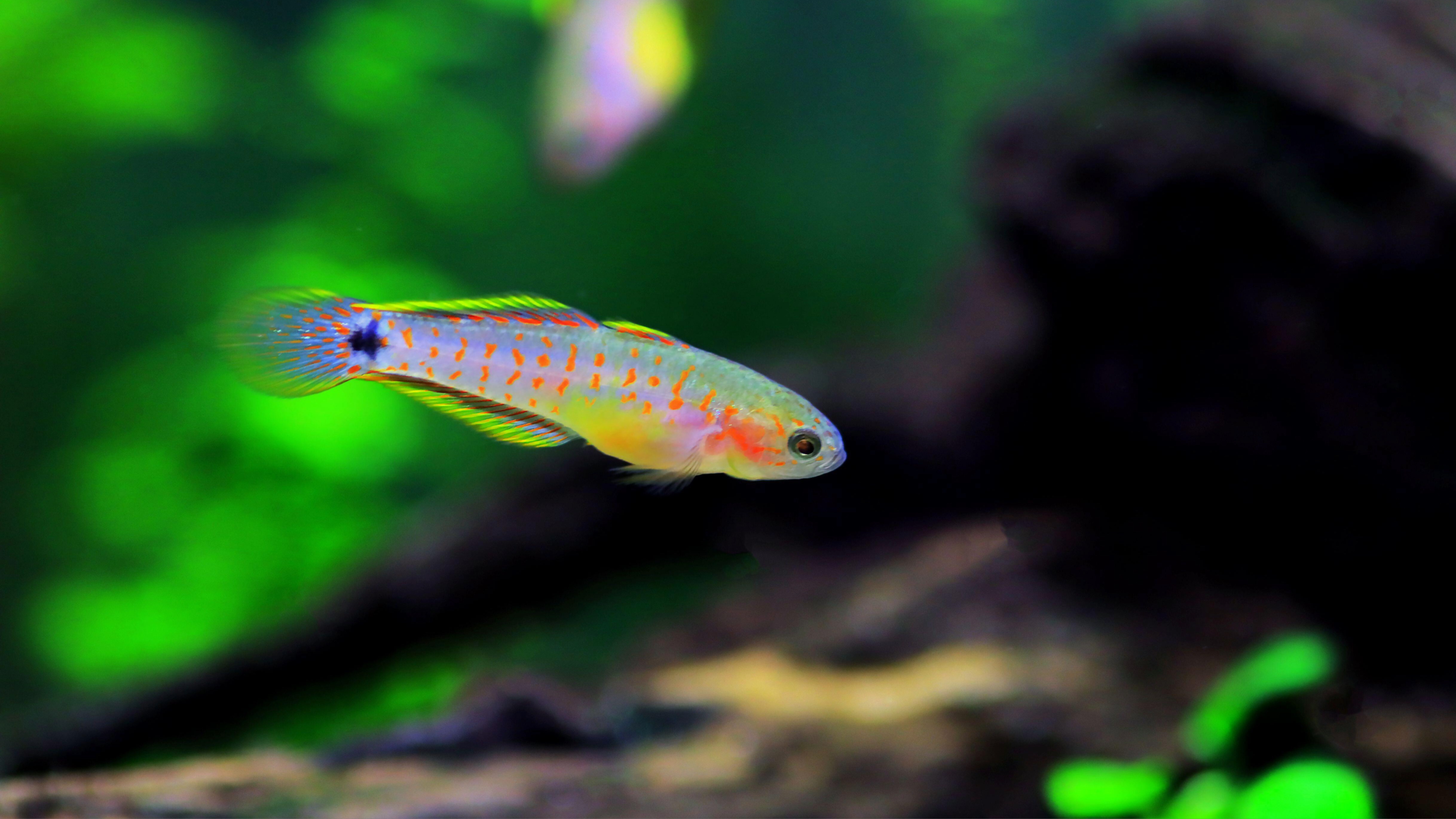 Peacock Gudgeon
