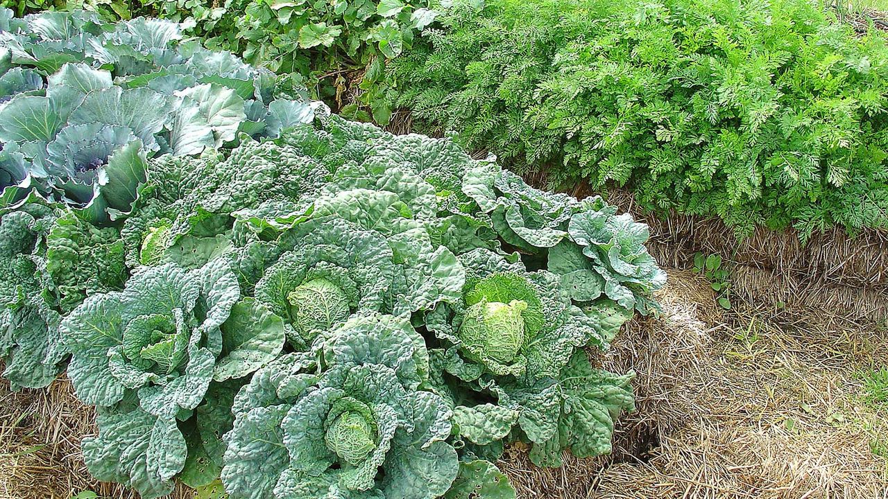 cabbages growing in straw bales