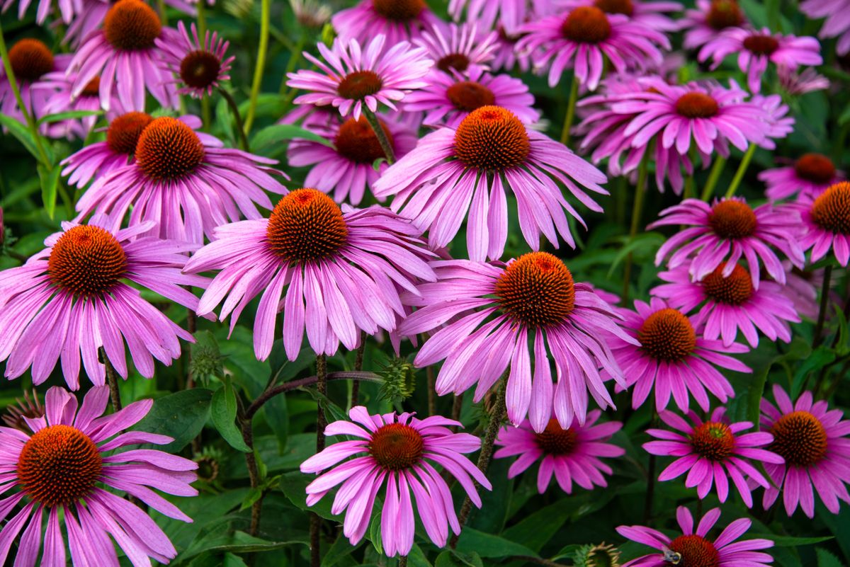 วิธีปลูก Coneflowers 