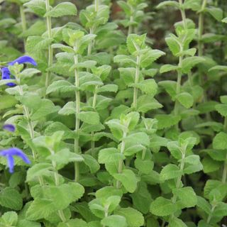 Mint varieties