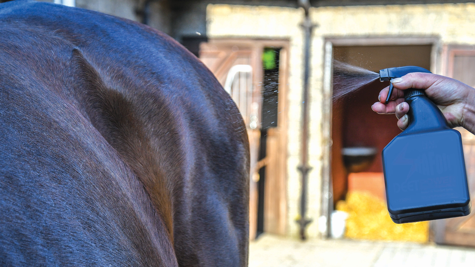 Horse being sprayed with fly spray
