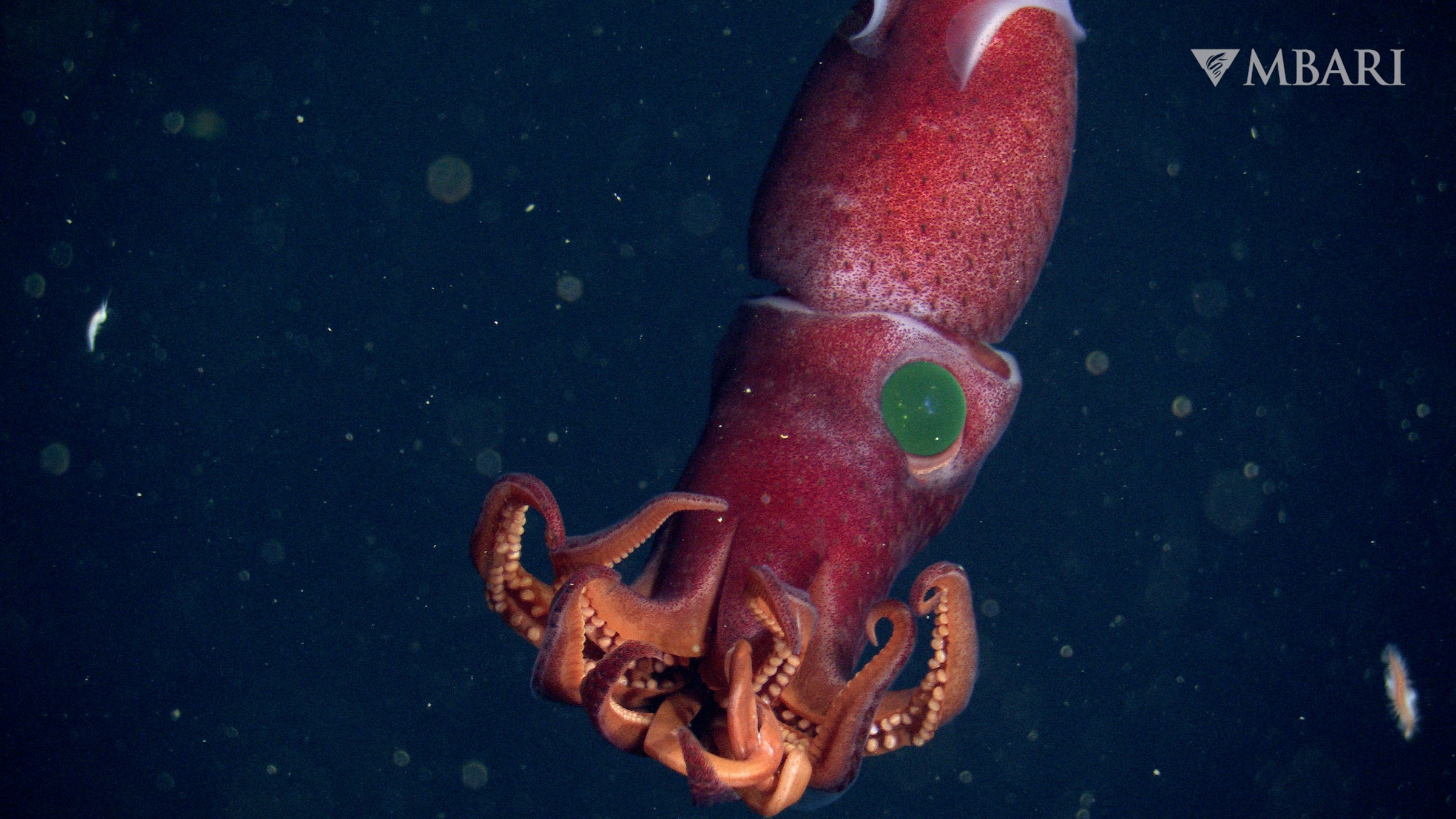 The strawberry squid has a giant left eye and a small right eye.