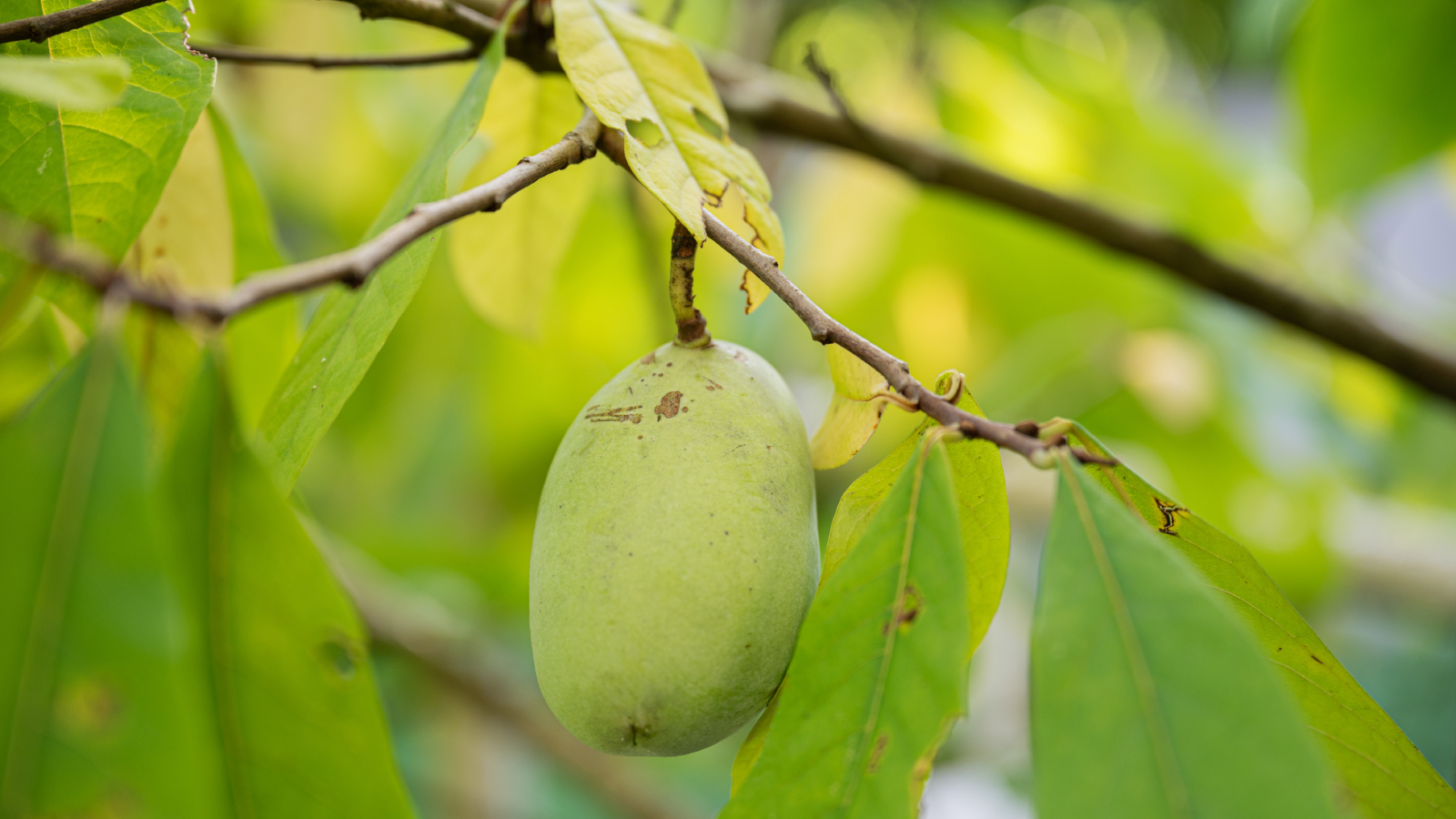 Closeup of pawpaw fruit on tree