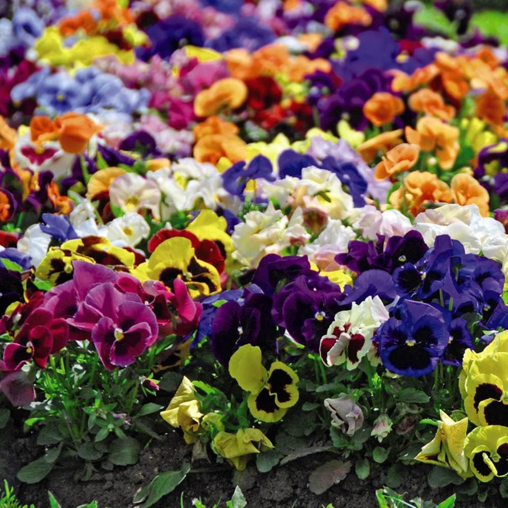 Pansy Matrix Mixed Garden Plants, Pack of 24