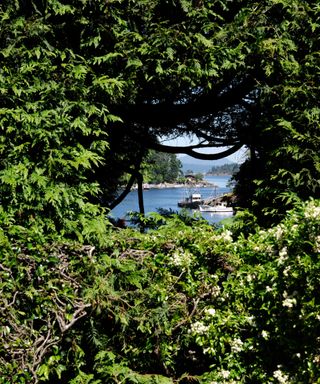 hedge window looking out onto the sea