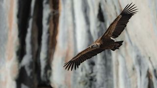A bird of prey in flight, captured on a Nikon Z9