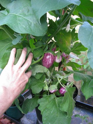 Aubergine or eggplant Pinstripe variety growing