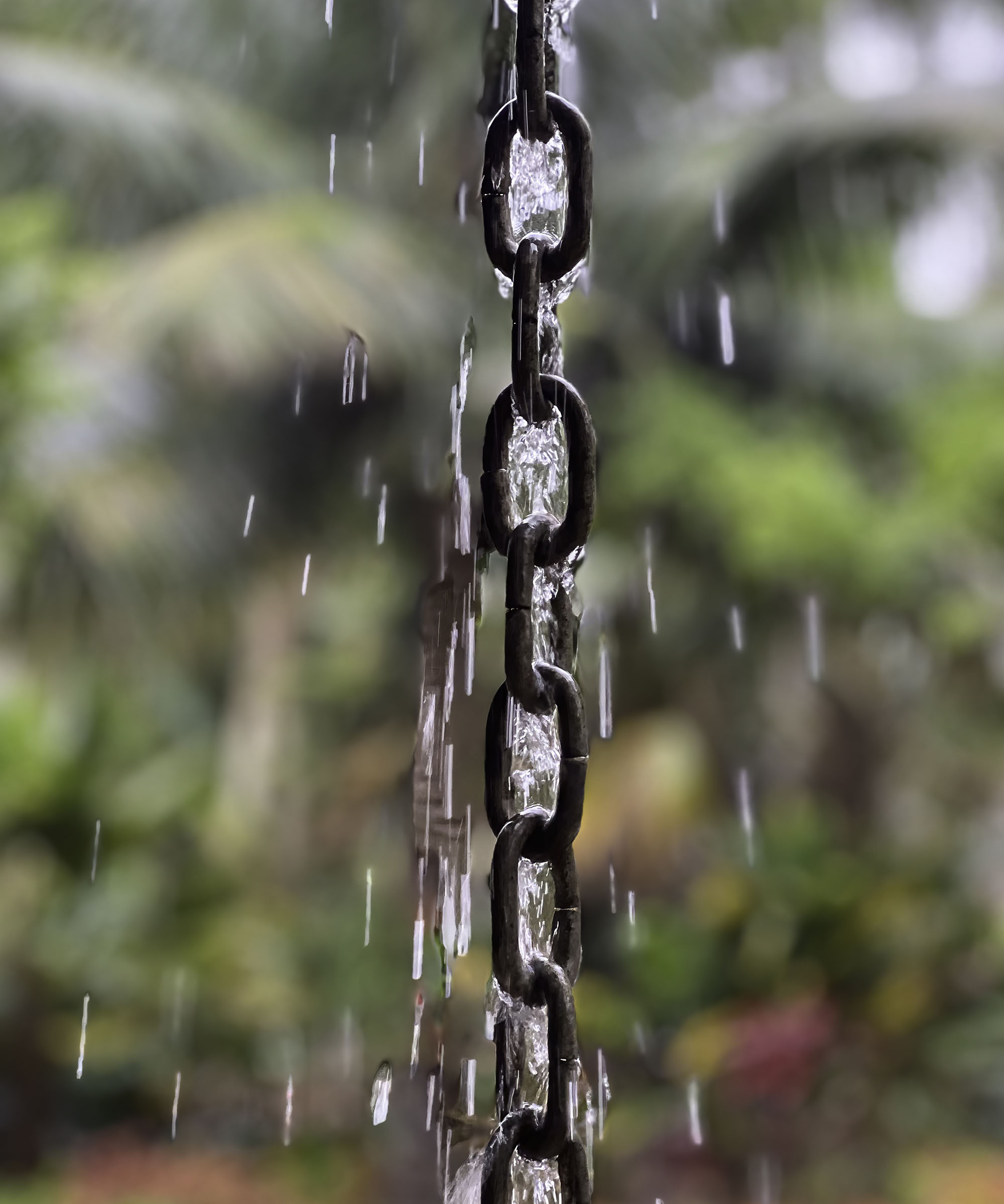 A decorative rain chain in an American garden