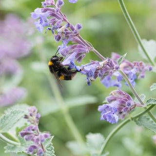 Bumble bee on catmint flower