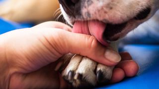 dog licking paw
