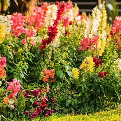 Snapdragons blooming in a flowerbed
