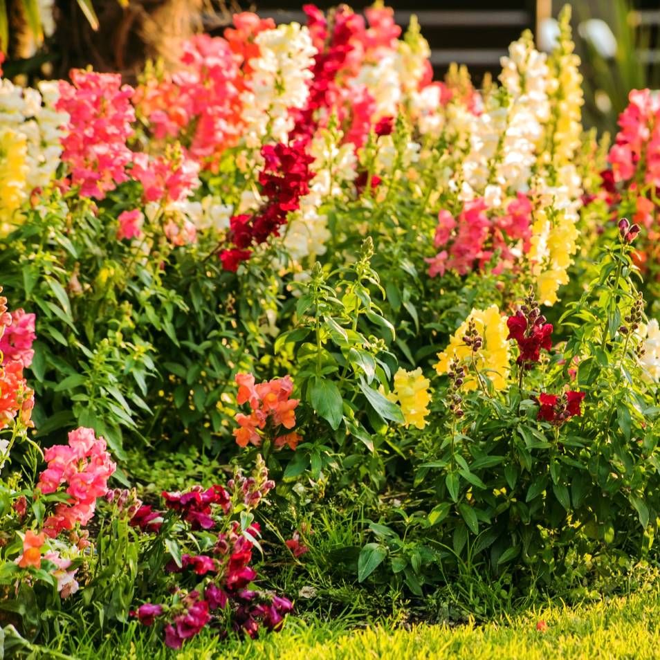 Snapdragons blooming in a flowerbed