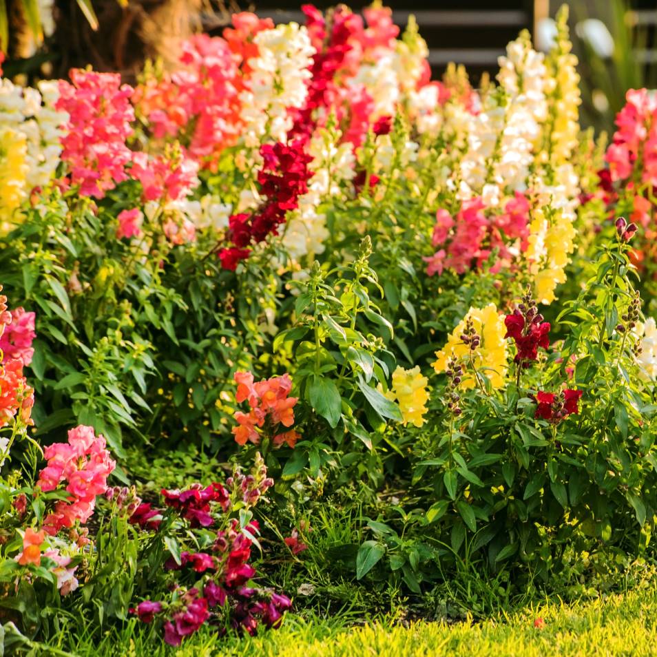 Snapdragons blooming in a flowerbed