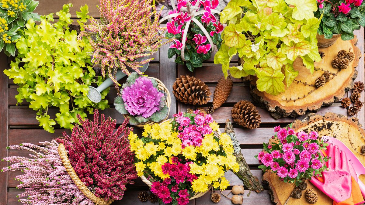 7 Gorgeous Plants to Grow Near Your Front Door in Fall – To Boost Your Curb Appeal Right Through to Winter