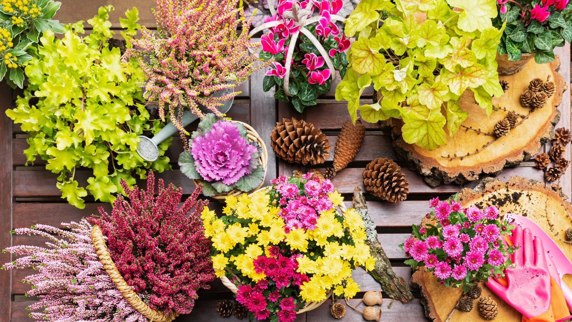 fall containers with green heuchera and mixed mums on wooden shelf with cones and heather