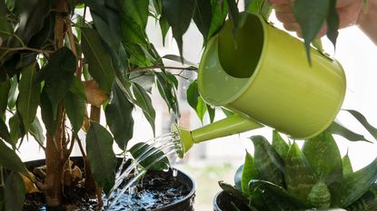 A watering can waters a potted tree