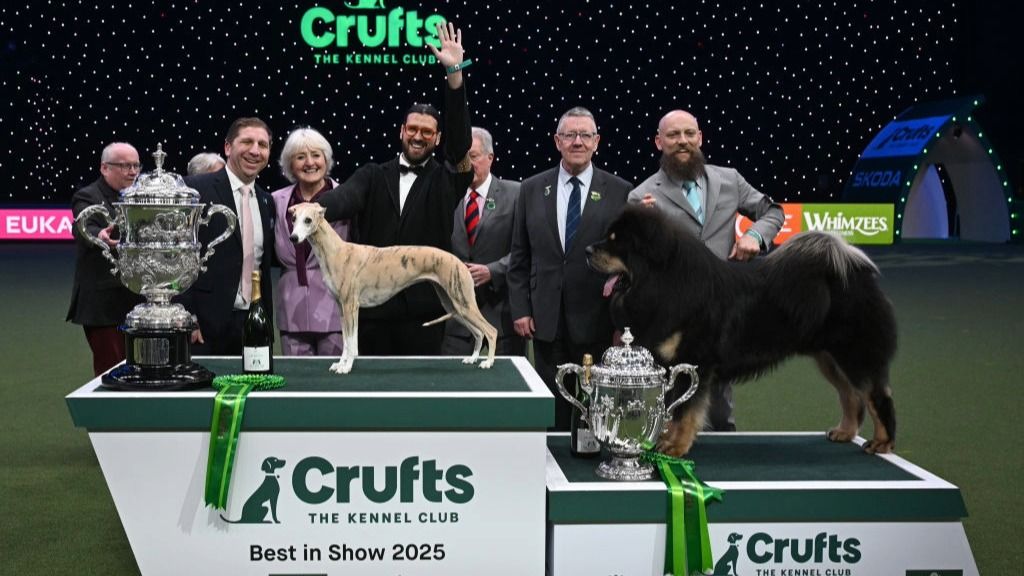 نحوه تماشای Crufts 2026: پخش زنده بزرگترین نمایش سگ جهان به صورت رایگان
