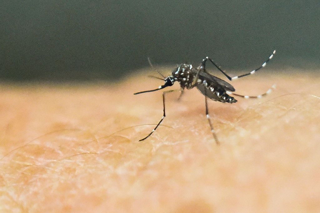 An Aedes aegypti mosquito.