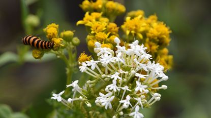 ragwort with a cinnabar caterpillar - Christine Rose Photography - GettyImages-1594113534