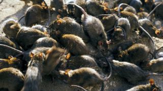 A large number of black rats swarming all over each other.