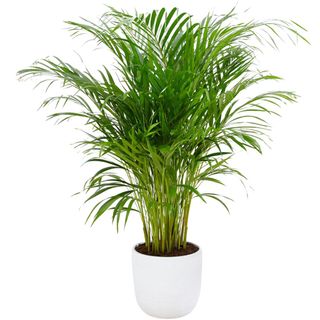 An areca palm