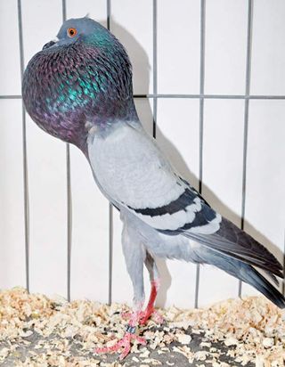 A Brunner pouter pigeon.
