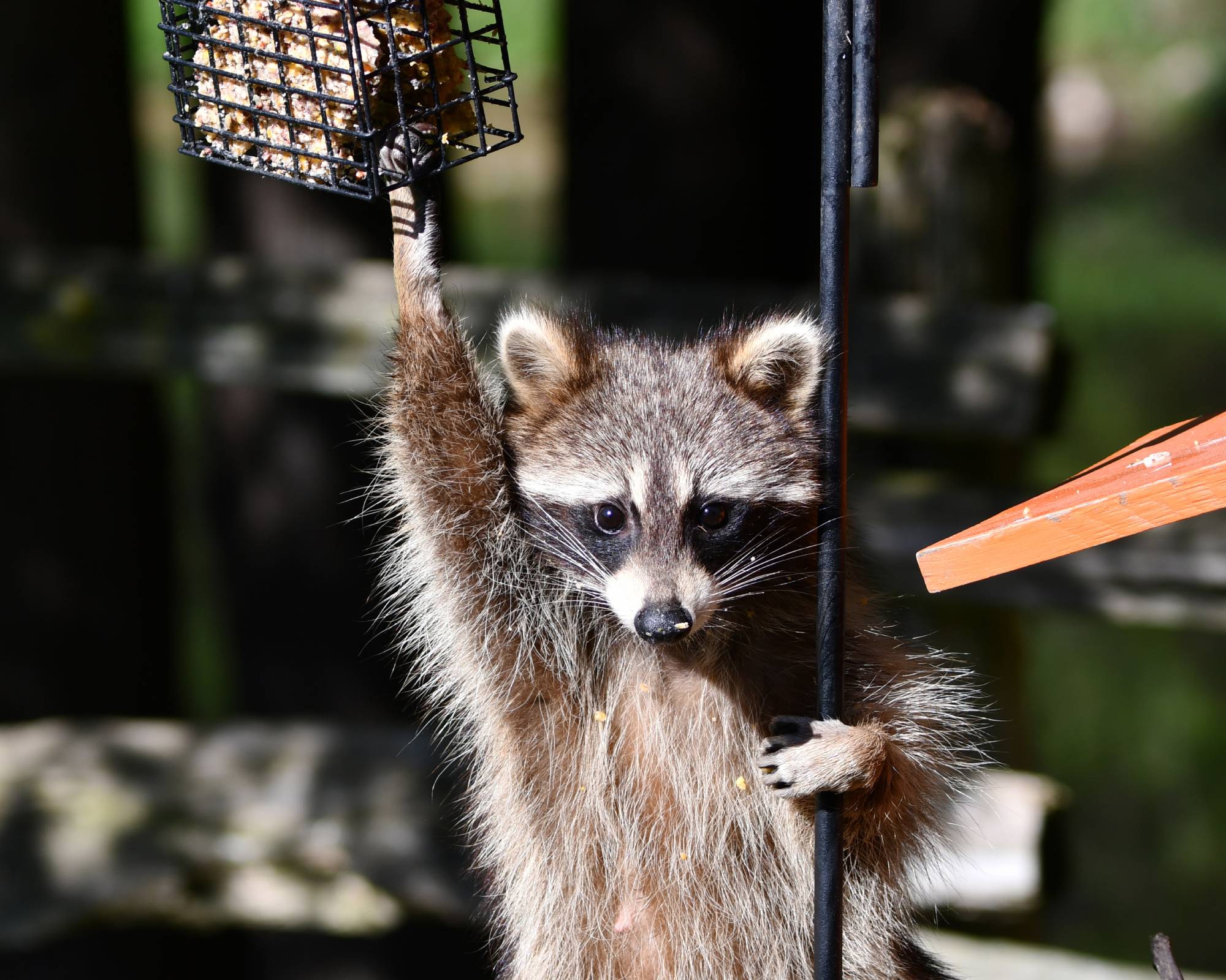 Little raccoon hanging from pole to reach bird feeder