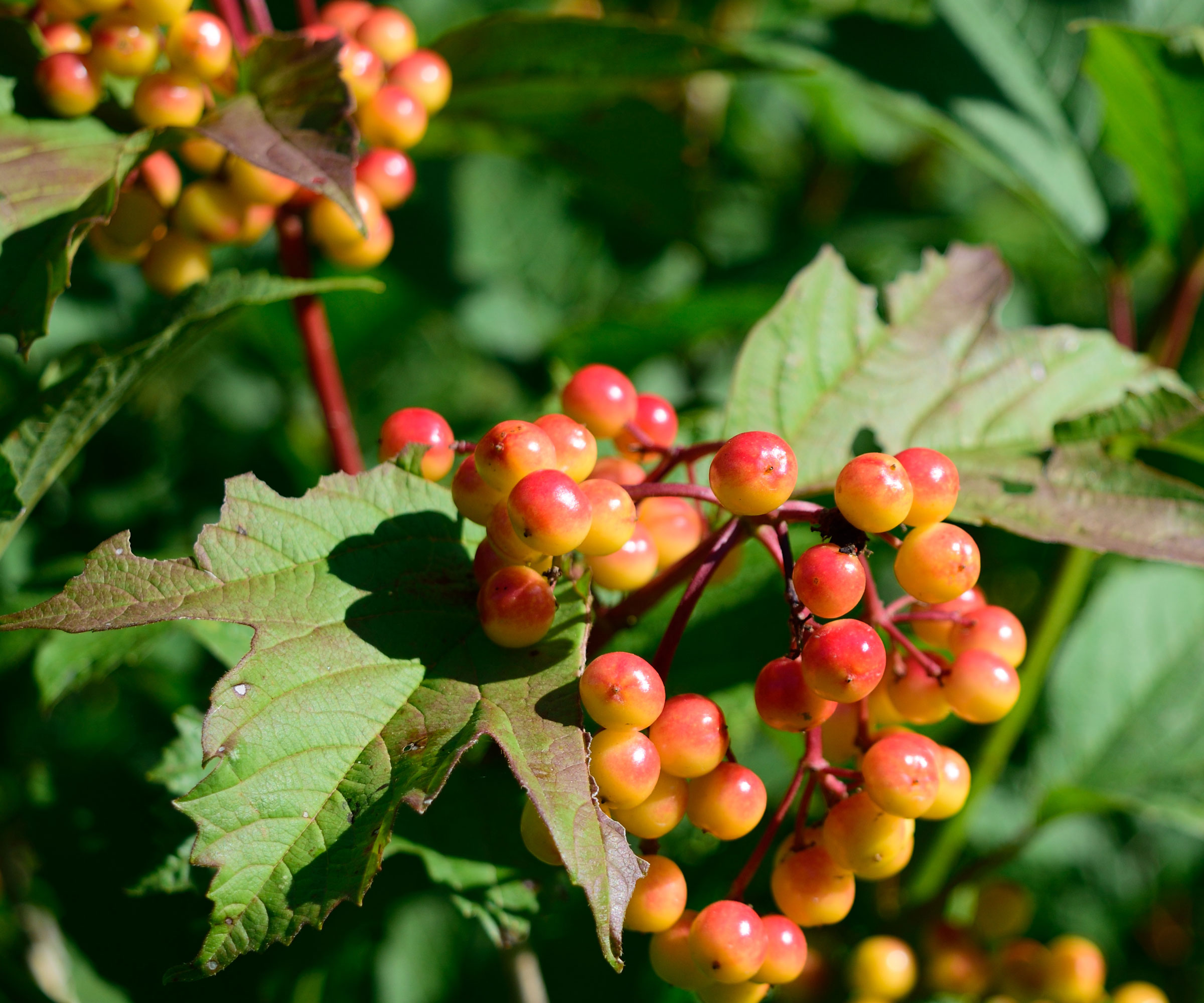 highbush cranberry fruit growing on tree