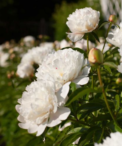 Why are my peonies not blooming? 5 problems and solutions | Gardeningetc